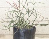 licorice standing pot