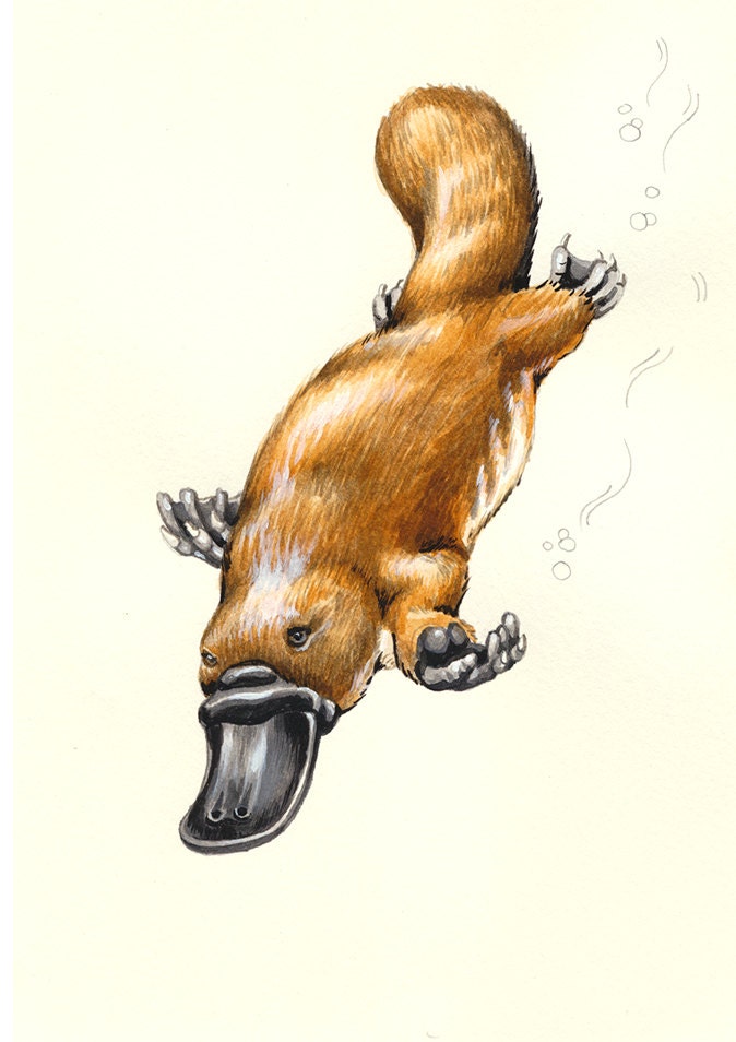 Platypus - original watercolour wildlife study