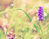 Flowers Home Decor, Nature Photography, Flower Photography, Purple Flower Closeup, Canvas Print, Photo Paper Print, Macro Photography
