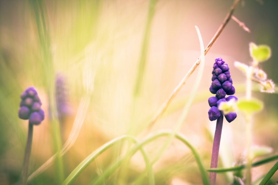 Nature Photography, Flower Photography, Purple Flower Closeup, Canvas Print, Photo Paper Print, Macro Photography