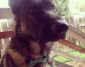 Custom Felt Dog Bow Tie Pin Pick Your Color Pet Collar Accessory Medium Large Dog
