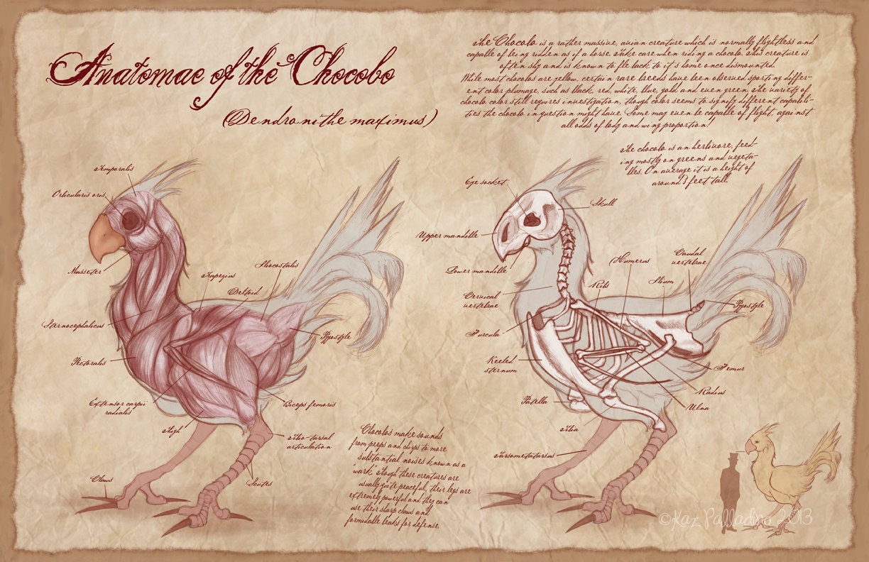 Anatomy of the Chocobo- 17x11 inch Giclee Art Print