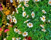 Flowers For Sale,Paris,Photography,10x15-othersizes available,Parisian, French, Floral,Home Decor,Colorful,Daisies