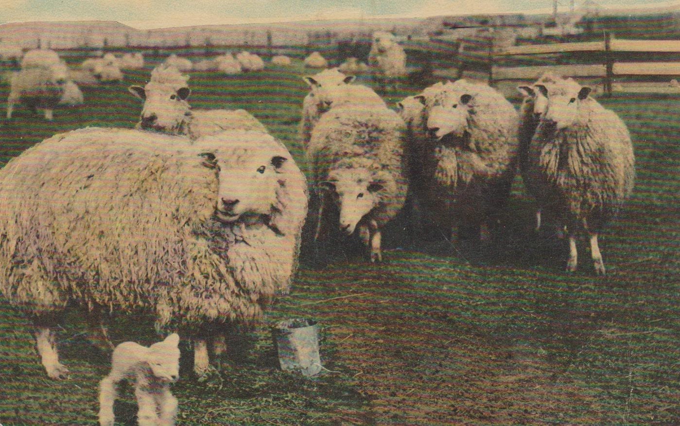 SHEEP FARM, WASHINGTON, Vintage Unused Postcard, c. 1910s, Central News Co.