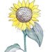 Sunflower Watercolour Art Drawing 8x10" Print (unframed)