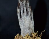 Steampunk Victorian Taxidermy RACCOON Paw Curio ODDITIES