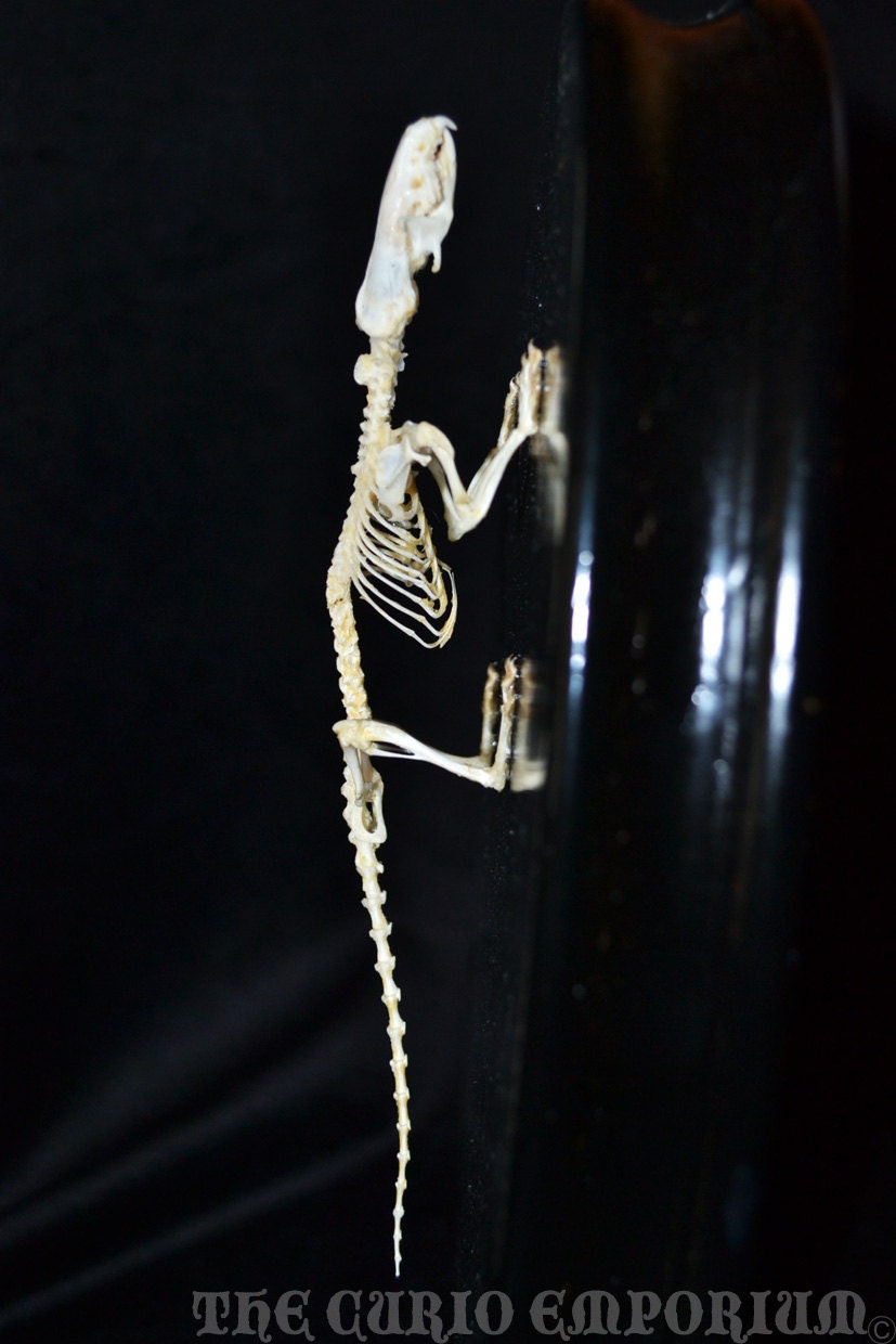 Gothic Murinus house SHREW Skeleton Display SKU:HSSD
