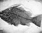 Father's Day, Dad, Black and White Office Decor Modern Home Decor Primitive Fish Fossil Wall Arwat Fine Art Photography Print Grey Ebony