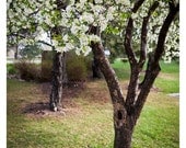 White Blooming Crabapple Tree -- Fine Art Print, 5x7 Lustre Print, Home Decor, Landscape, Colorado, Spring