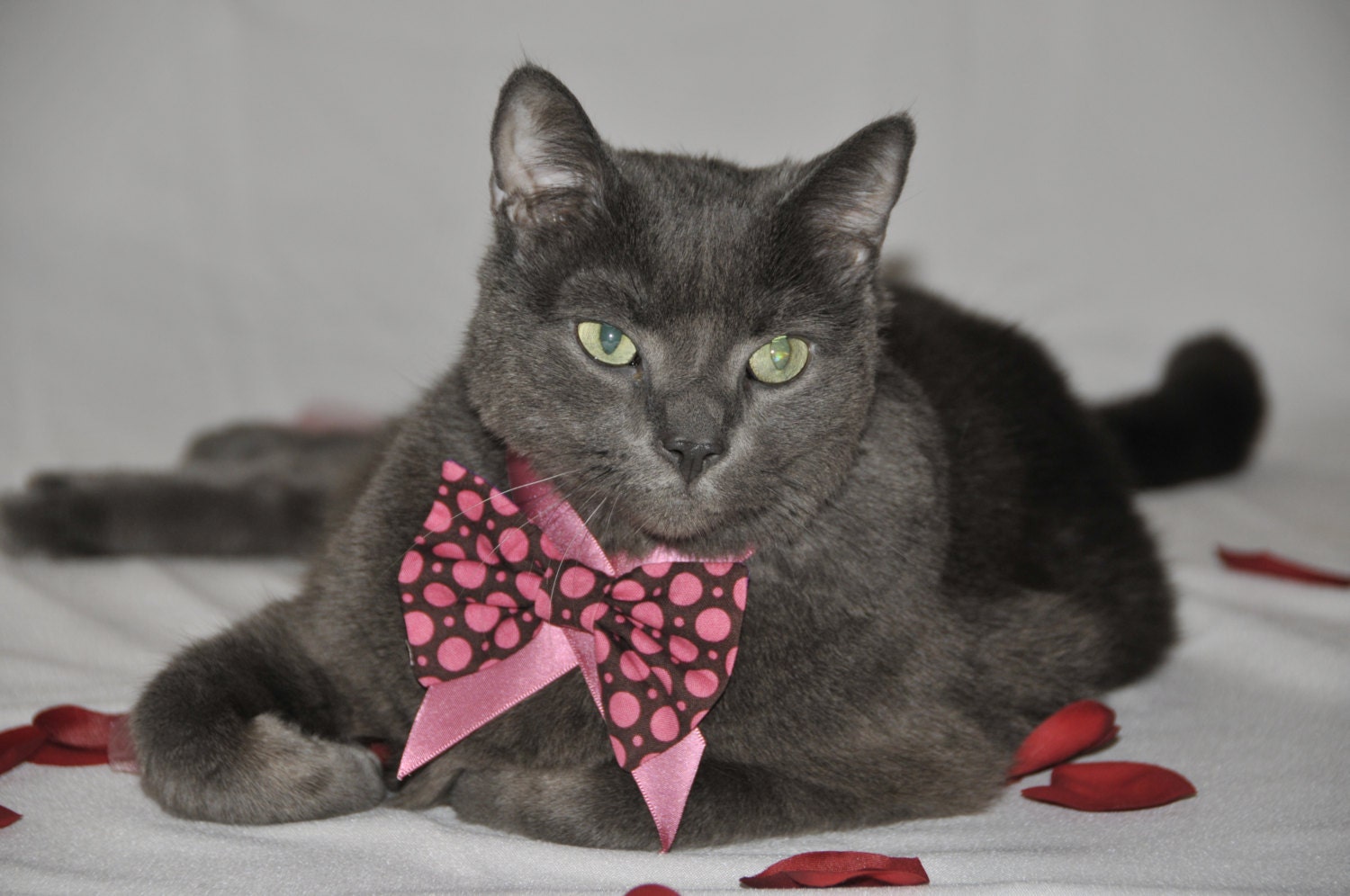 Chocolate and Pink Polka Dot Bow Tie