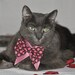 Chocolate and Pink Polka Dot Bow Tie