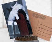 Lazy Flame Point Ragdoll White Cat Kitty Kitten Pet Birthday Love Family Friends Handcrafted Photo Art Photography Postcard Post Card
