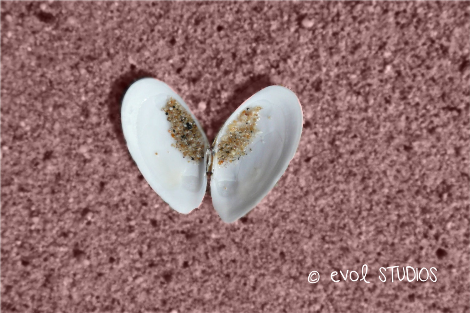 Be Still My Tiny Heart: Shell Heart, Half Moon Bay, California. 8x10 Matted Art Photograph.
