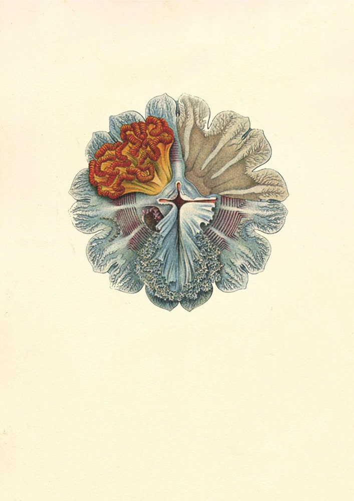Vintage Haeckel Art Forms of Nature, Antique Blue, Marine Life Illustration, Sea Life, Wall Decor, Art Print 8 x 10