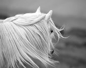 Inspirational quote quotation, horse photo, "in riding a horse we borrow freedom" 12x8 art print