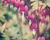 Spring Flower Photograph - Dancing Bleeding Hearts - 8x10 fine art print - spring cottage chic pink green ivory flower textured home decor
