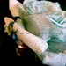Spotted White Rose: Fine Art Photography Print, Turquoise Rose, 8x10, 5x7, 4x6