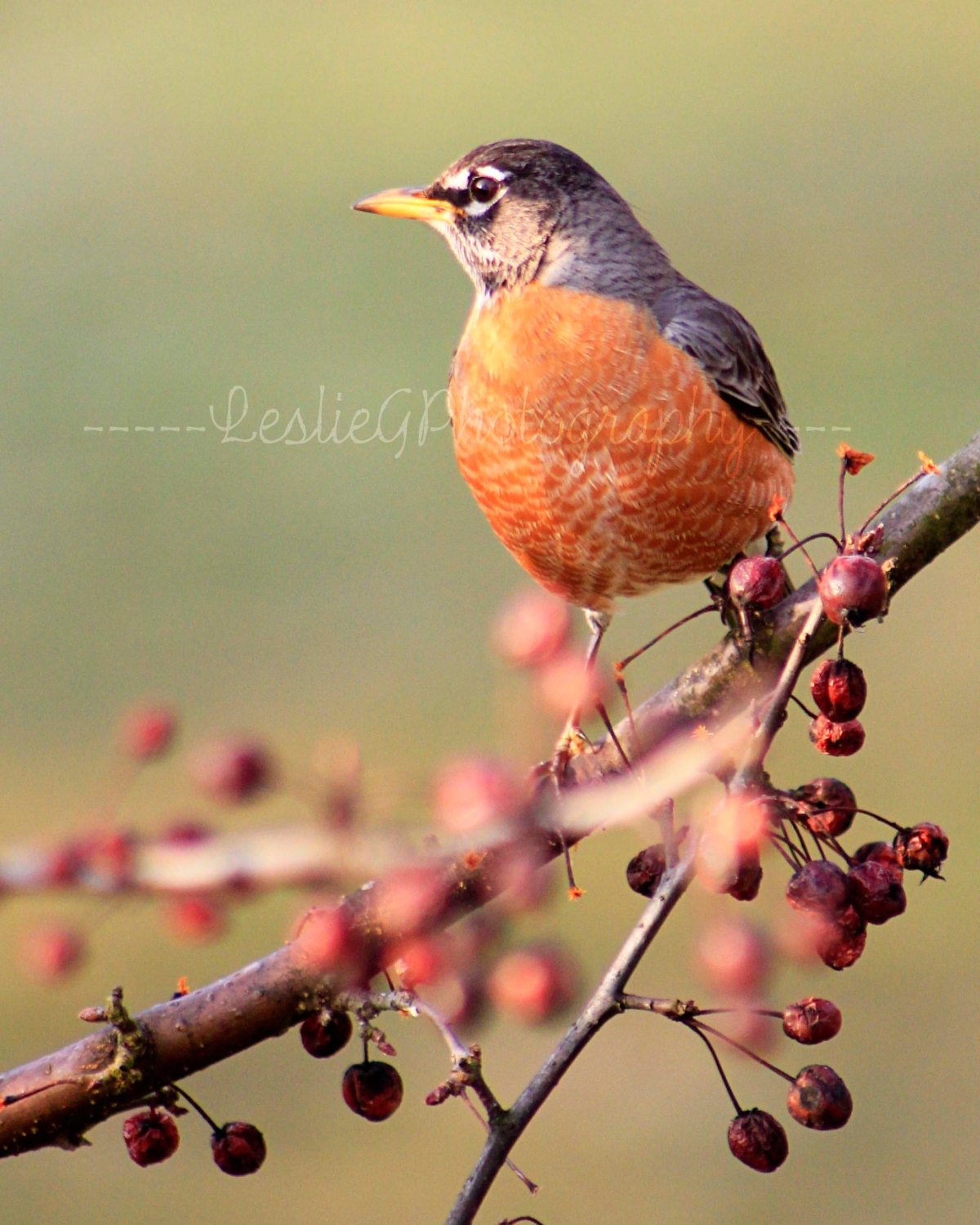 Spring Robin - Digital Photography - LeslieGPhotography