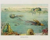 1901 Antique CEPHALOPODA fine engraving, cephalopods, molluscan, nautilus, octopus, seashell, original antique print