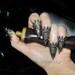 Jade Dragon Nails Fierce Filigree Jeweled Claw Nail Armor Ring Set Five Rings