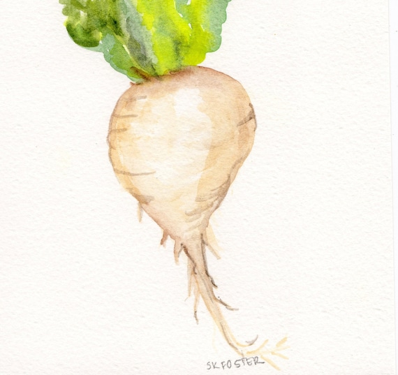 Original White Daikon Radish Painting watercolor, Vegetable Series