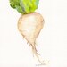 Original White Daikon Radish Painting watercolor, Vegetable Series