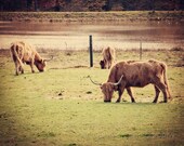 rustic decor  farm decor cow photography landscape photograph brown decor Scottish Highland Cattle 2 8x10