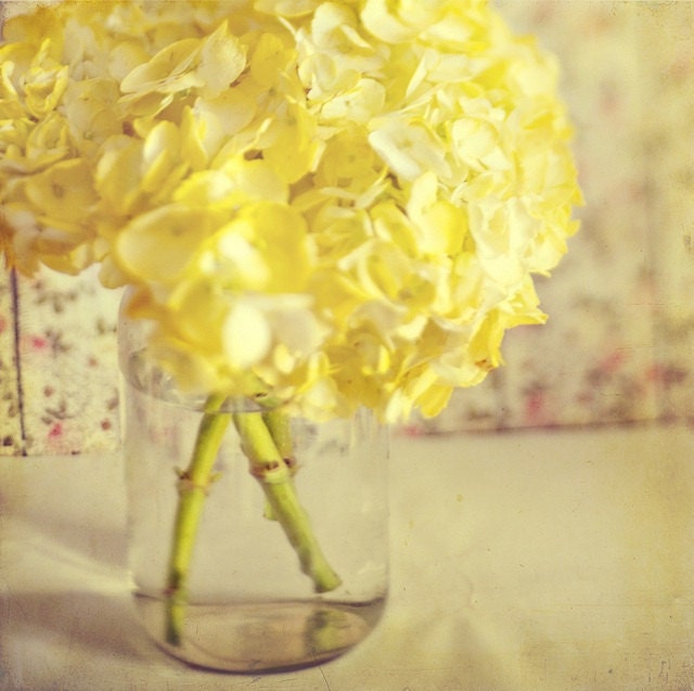 Fine Art Photography Floral Yellow Hydrangea 8x8 Print Modern Wall Decor Home Decor