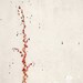 Abstract Fine Art Photograph, Orange Ivy, White Wall, Black Flecks, Autumn, Nature Art, Minimalism, Wabi Sabi, 4x6 Print