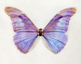 Purple Butterfly Print, Nature Photography, Pastel Violet Lavender Lilac, Spring, Garden, Nursery Wall Art - Essence of Irridescence