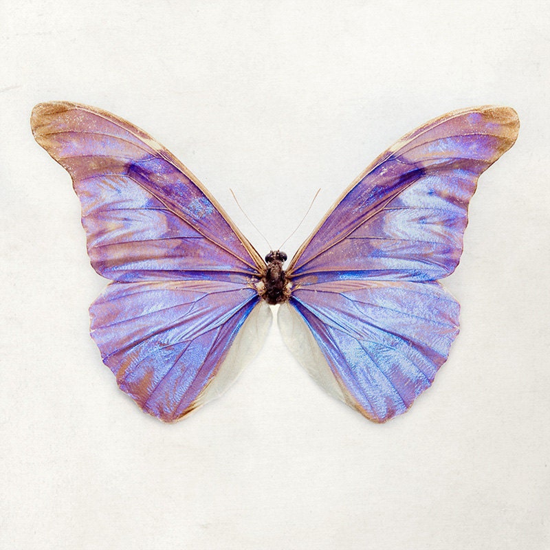 Purple Butterfly Print, Nature Photography, Pastel Violet Lavender Lilac, Spring, Garden, Nursery Wall Art - Essence of Irridescence