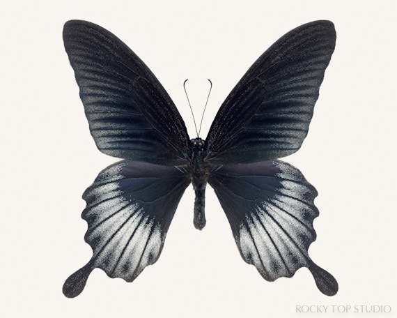 Black Butterfly Print, 8x10 Photograph, Nature Photography, Fine Art Print, Butterfly Wall Decor, Entomology Gift, Natural History Print