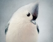 Bird Photography, Animal Photography, Nature Wall Art, Blue Grey Art, Bird Art Print, Tufted Titmouse, Dusk Blue Art, Wall Decor