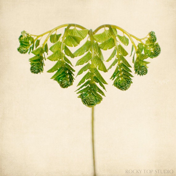 5x5 Fern Photo Print Set, Nature Photos, Botanical Art, Nature Decor, Woodland Photos, Fine Art Photography Prints, Fern Art Prints