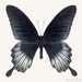 Black Butterfly Print, 8x10 Photograph, Nature Photography, Fine Art Print, Butterfly Wall Decor, Entomology Gift, Natural History Print