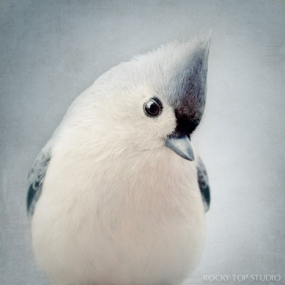 Bird Photography, Animal Photography, Nature Wall Art, Blue Grey Art, Bird Art Print, Tufted Titmouse, Dusk Blue Art, Wall Decor
