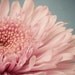 Pink Flower Photography Print, Floral Art, Flower Photo, Floral Print, Wall Decor, Flower Print, Wall Art, Girls Room Decor, Flower Artwork