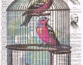 Birdcage, Bird,red blue.upcycled antique. book page print. gift. birthday,home deco.buy 3 get 1 FREE,repurposed.fathers day