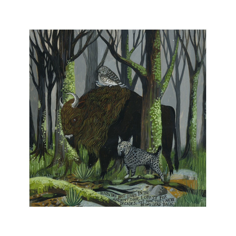Bialowieza Forest Bison Limited Edition Archival Inkjet Print