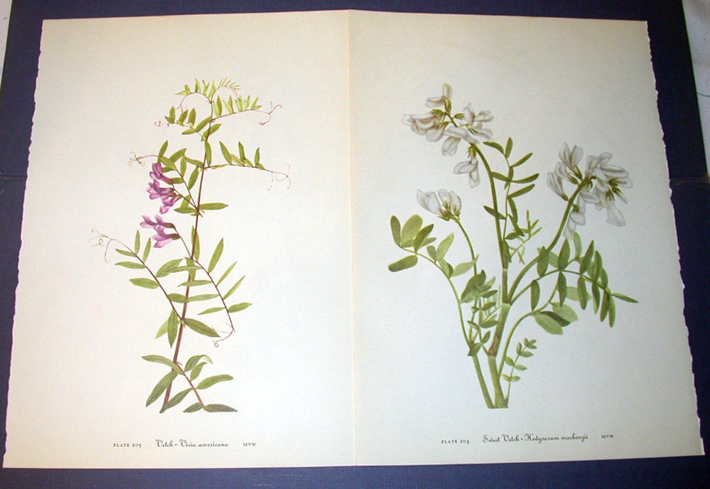 Set of 4 Vintage 1953 Color Prints  Wild Flowers of America Bookplates