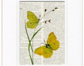 vintage botanical butterfly artwork  - printed on page from old dictionary