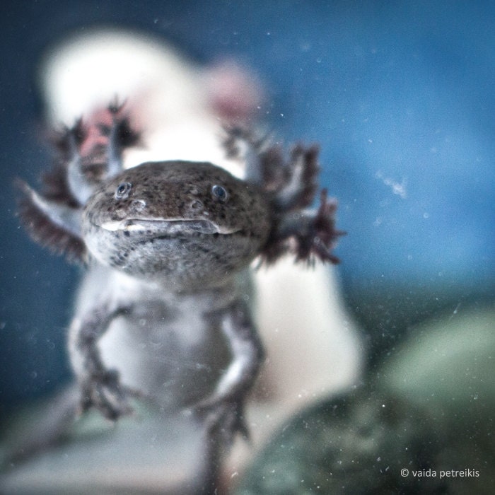 Creature - 6x6 Fine Art Photography Print - A portrait of an axolotl Original signed photo print