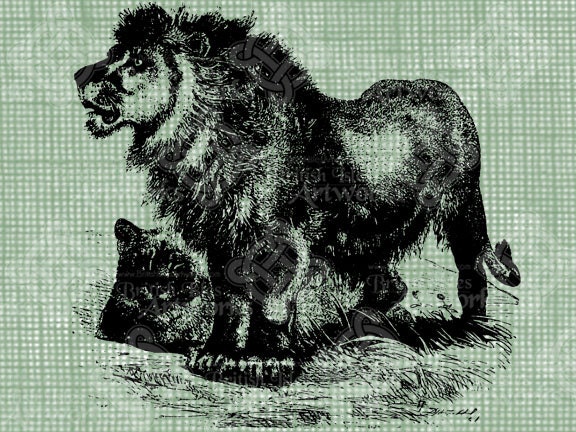 Digital Download Lion and Cub Antique Illustration digi stamp, digis, digital graphic, African Lion drawing