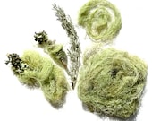 Lichen Moss Terrarium Decoration Nature Supplies