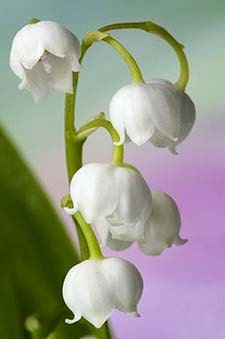 Lily of the Valley Candle Soap 2 Oz Fragrance Oil