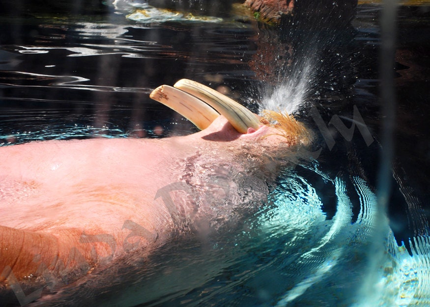 funny photo Walrus snorting  fine Art Photography Metallic 5x7 photo Father's day