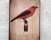 Vintage Red Bird Specimen 1904 -  Small Wall Art