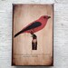 Vintage Red Bird Specimen 1904 -  Small Wall Art