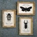 SALE 20% OFF // Coupon code: MEMORIALDAYSALE - Water Beetle - Hand-Cut Silhouette Papercut, Framed