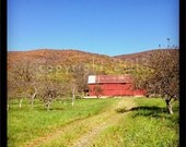 5x5 Fine Art Photograph - Apple Orchard in Fall -  Instagram photo